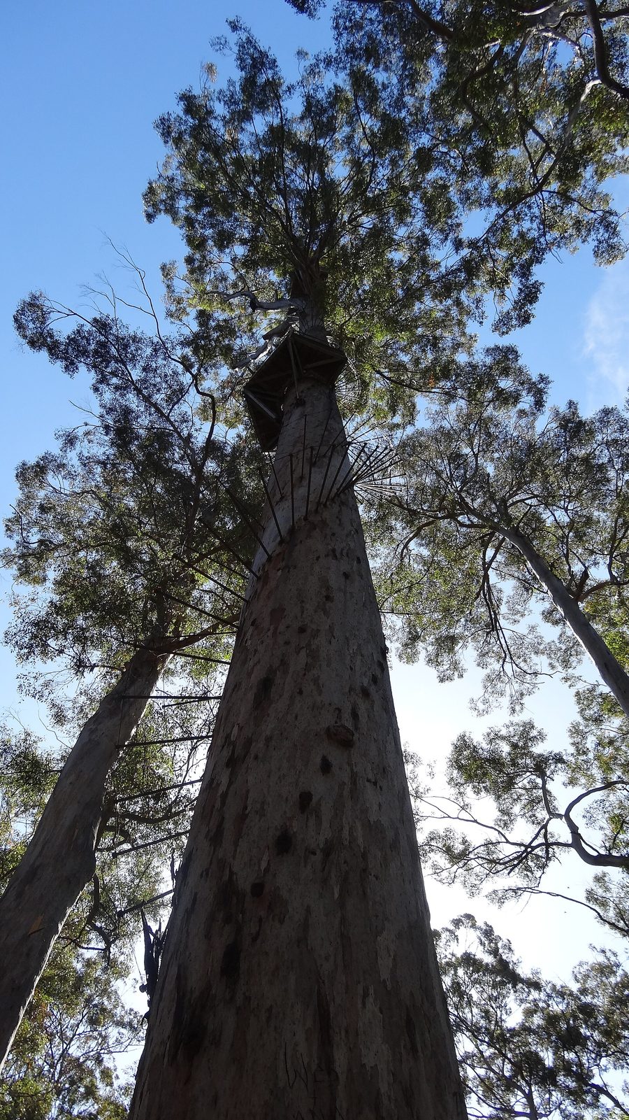 Il Gloucester Tree nel Gloucester National Park vicino a Pemberton
