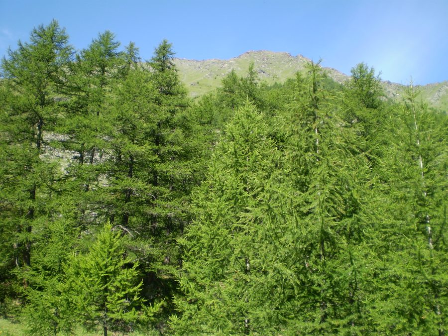 Paesaggio montano con alberi nella Valle Germanasca presso Bout du Col vicino a Prali