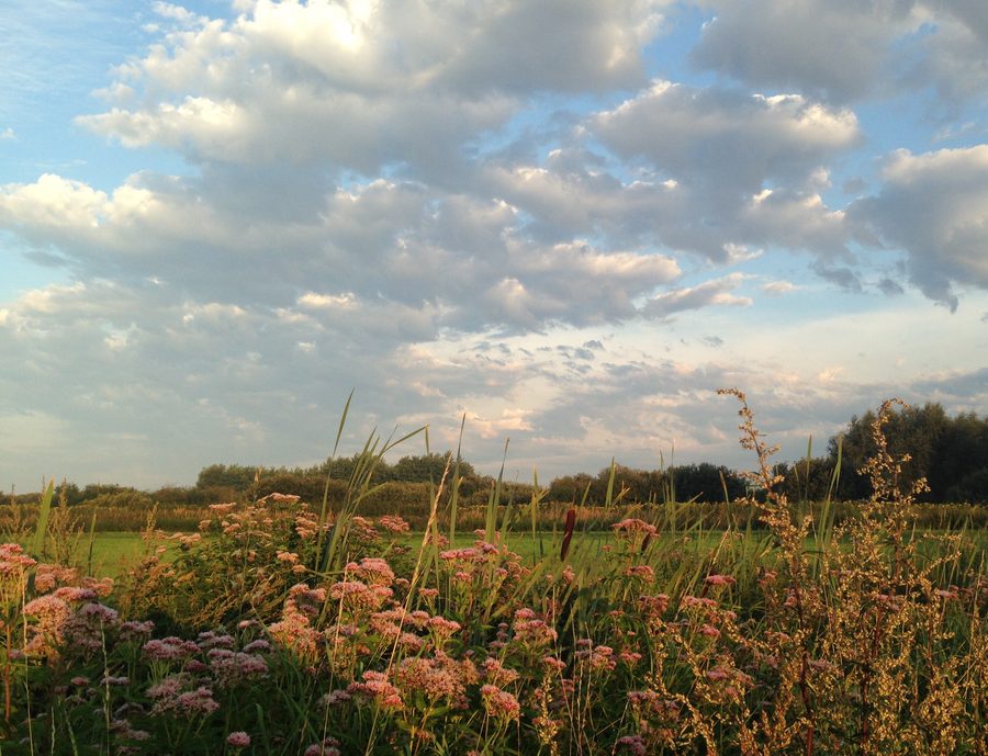 Atmosfera mattutina nel parco naturale Drömling vicino alla ex linea ferroviaria Kunrau-Oebisfelde