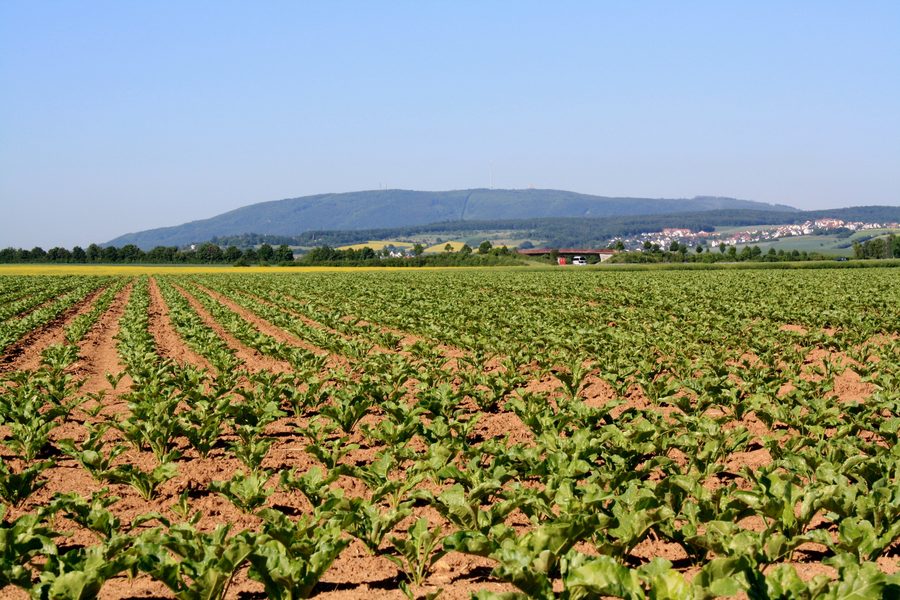 Vista del Donnersberg nel Palatinato da nord-est