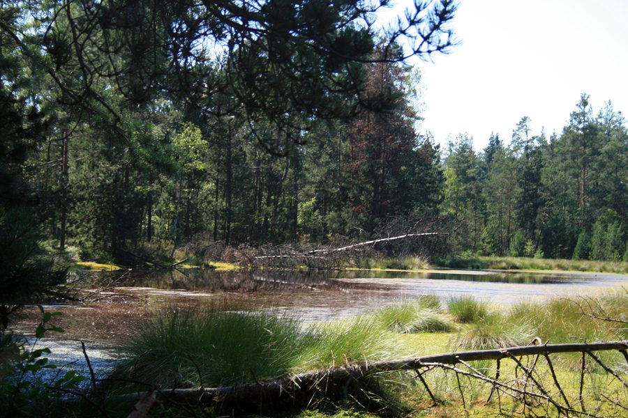 Piccolo lago nel parco naturale Červené blato in Boemia Meridionale