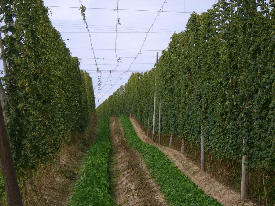 Campo di luppolo nella Hallertau durante il periodo del raccolto