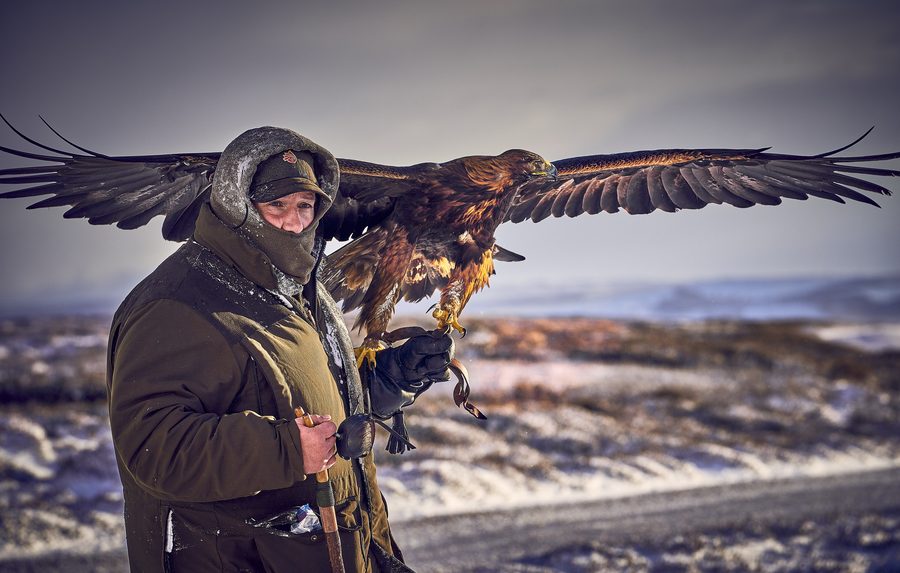 Falconiere inglese Roy Lupton che pratica la falconeria con un’aquila reale negli Angus Glens, Scozia