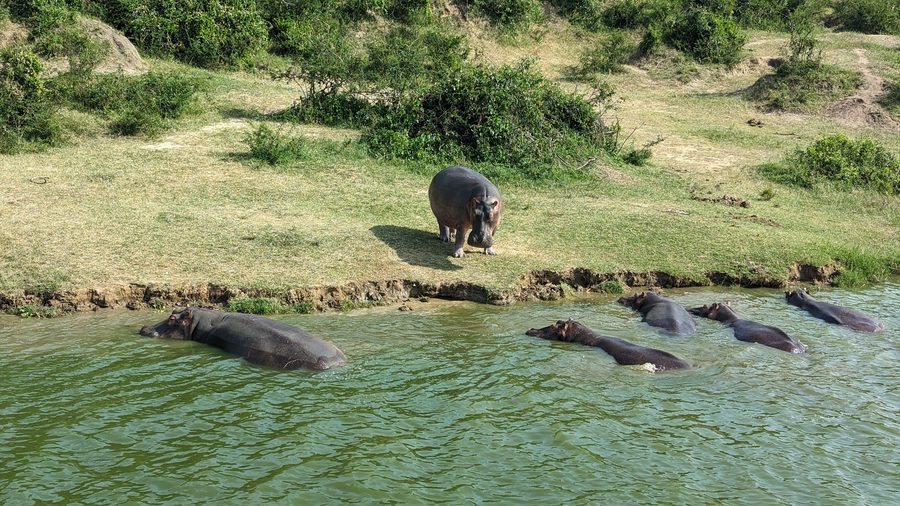 Ippopotami nel Kazinga Channel nel Parco Nazionale Queen Elizabeth, Uganda