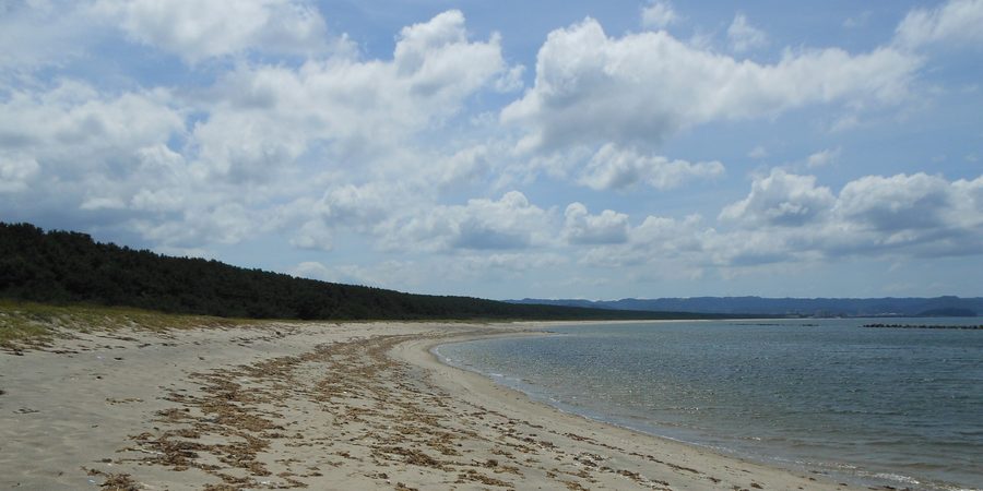 Pineta Nijinomatsubara vista dalla spiaggia di Hamasaki