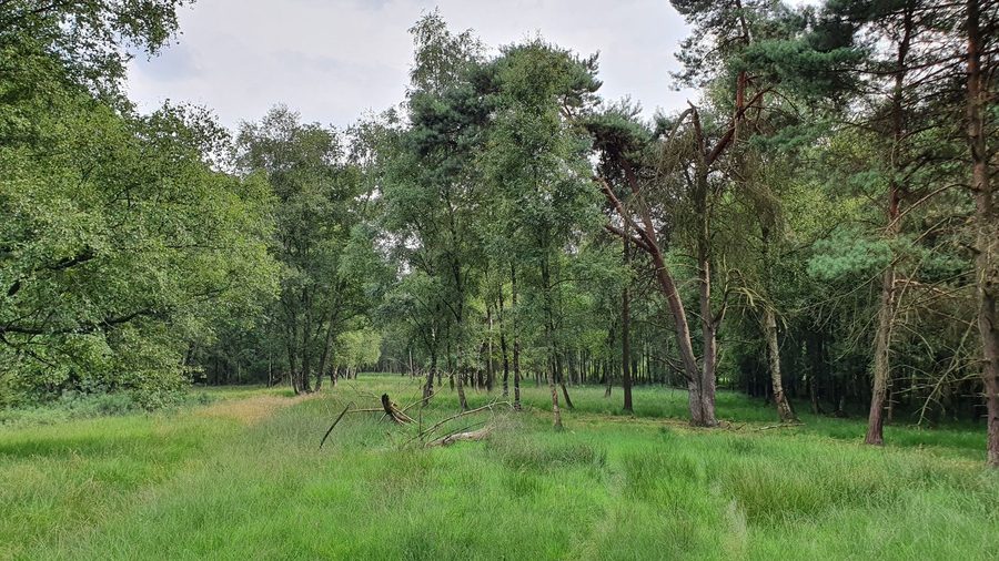 Riserva naturale Moor bei Osterwede