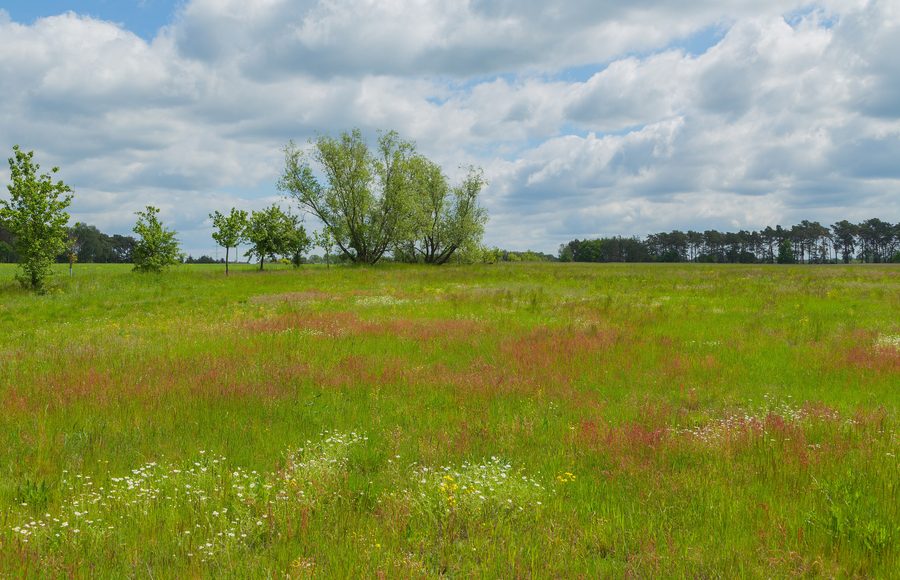 Prato presso Neu Zauche nella riserva della biosfera dello Spreewald