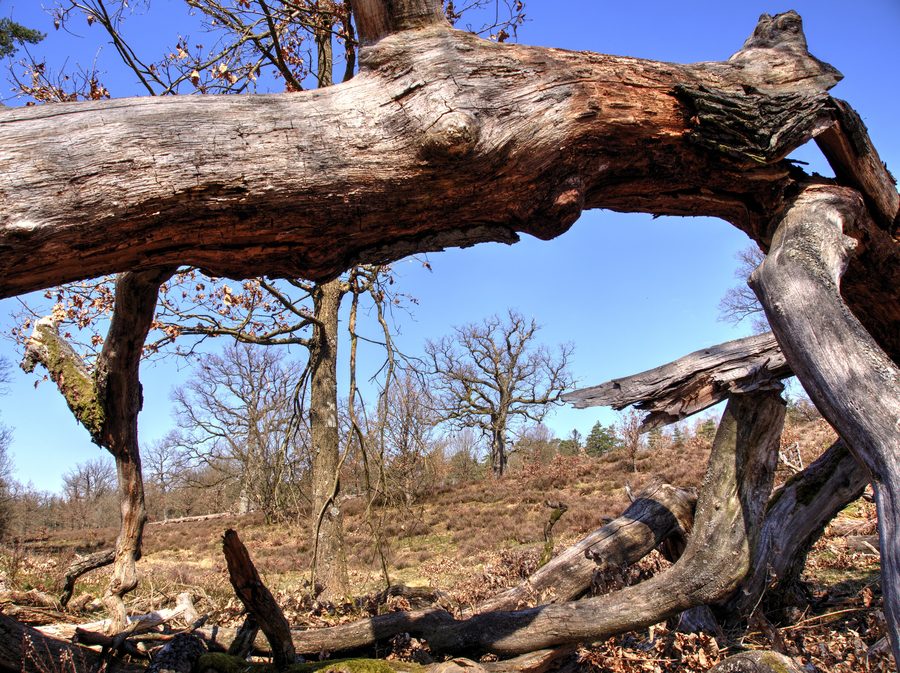 Paesaggio forestale nella riserva naturale Breeser Grund nella Göhrde