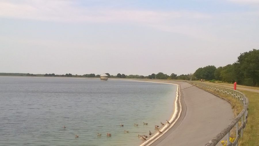 Bacino di accumulo di Geeste con superficie d’acqua e oche del Nilo in primo piano