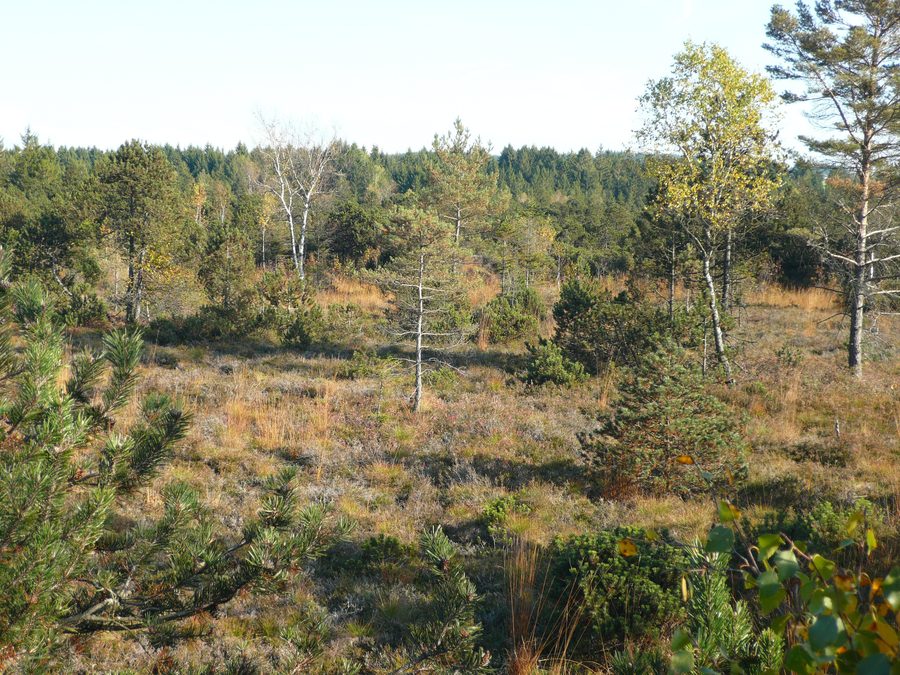 Paesaggio nel Bodenmöser, un'area naturale vicino a Isny nell'Allgäu