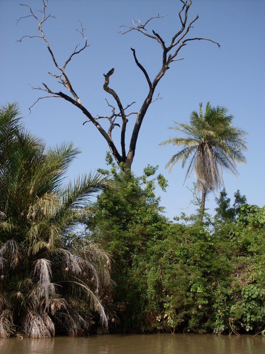 Il fiume Gambia