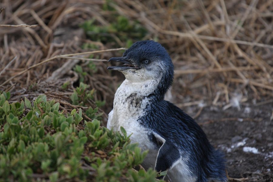 Un piccolo pinguino in piedi su Phillip Island, Victoria.