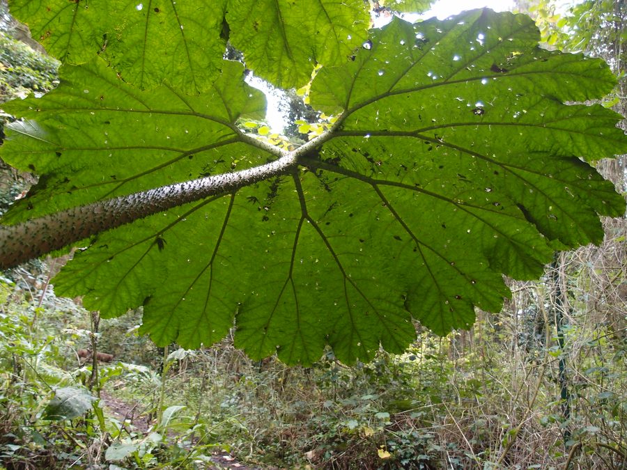Gunnera manicata 'Aparados da serra' nel Jardin Jungle Karlostachys