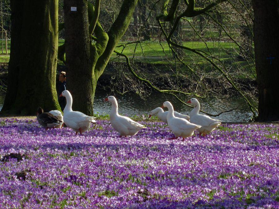 Oche sull’isola verde della Burginsel a Delmenhorst tra crochi in fiore