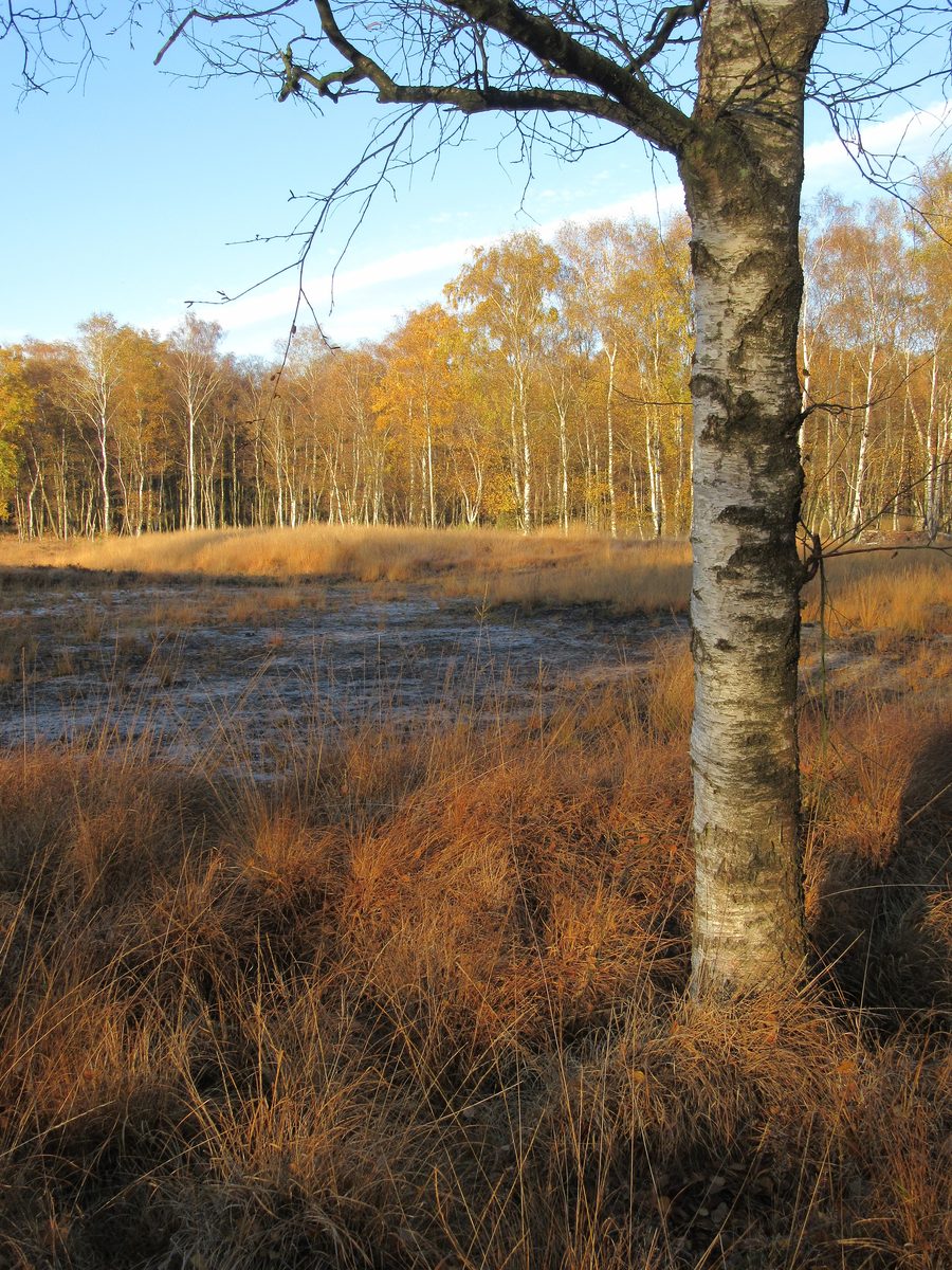 Zona di torbiera e bosco di betulle nella riserva naturale Duvenstedter Brook