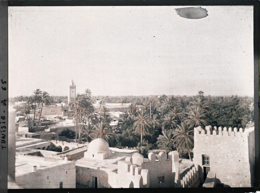 Palme da dattero e vegetazione dell’oasi a Gafsa.