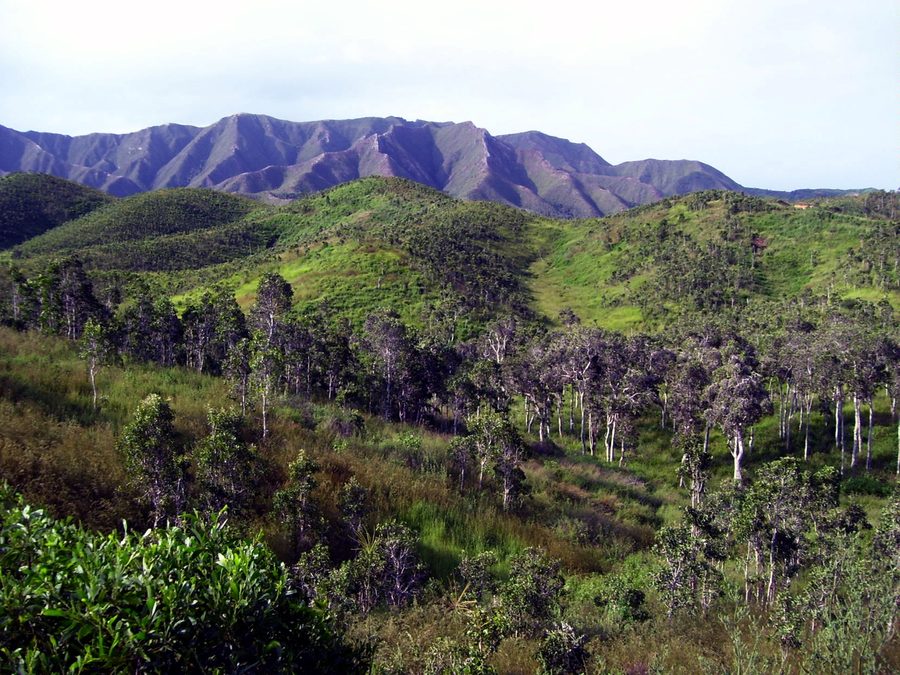 Savana di niaouli in Nuova Caledonia