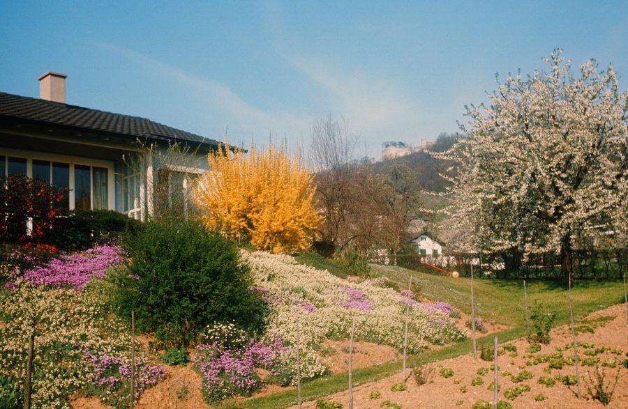 Vista verso la rovina di Dorneck a Dornach oltre piante in fiore