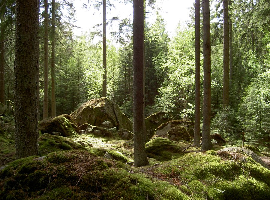 Foresta boreale di abeti e betulle nel Parco nazionale di Norra Kvill, contea di Kalmar, Svezia