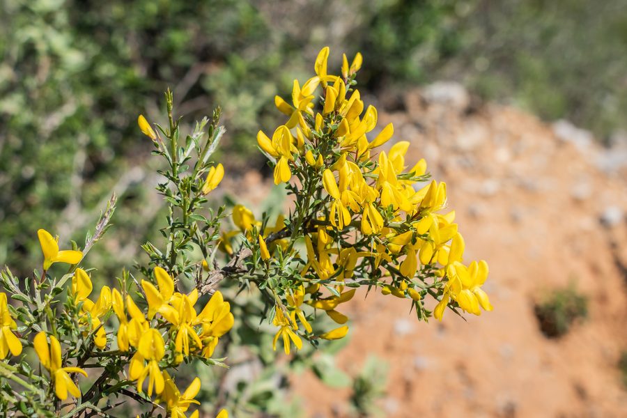 Genista scorpius nel Massif de la Clape nell’Aude