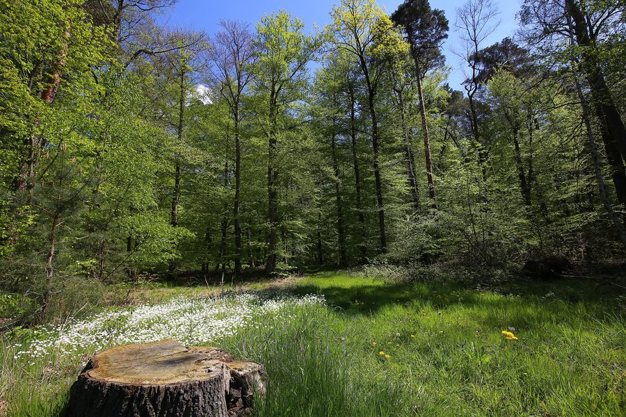 Riserva naturale „Faulbruch presso Erzhausen“ in Assia