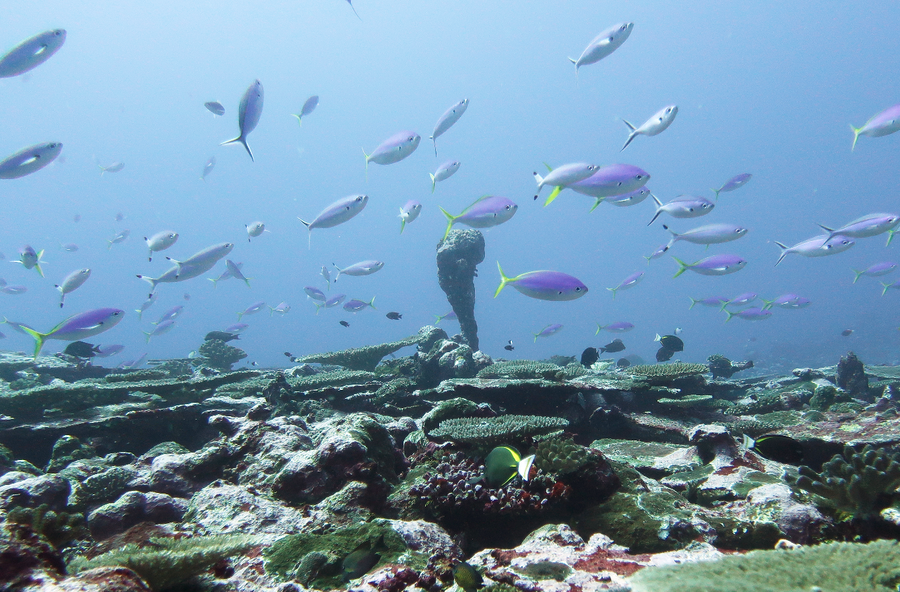 Scogliera e acqua costiera davanti a Tutuila
