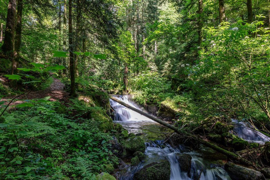 Valle del Teichbach con pendii boscosi e un piccolo torrente nella Foresta Nera meridionale
