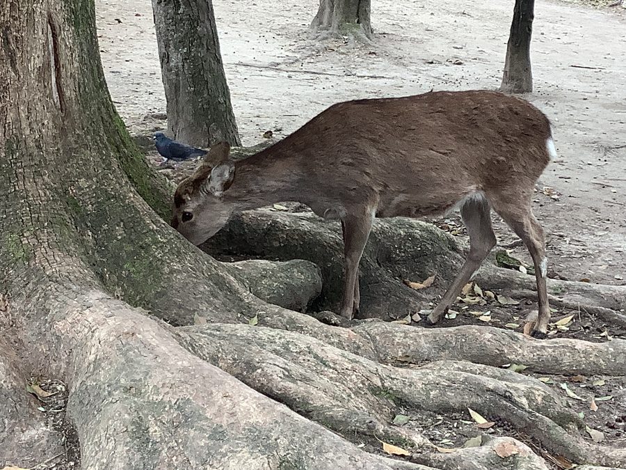 Cervi nel Parco di Nara