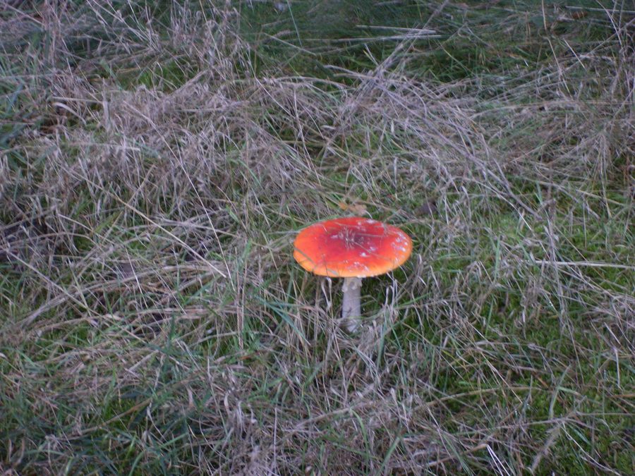 Fungo velenoso nel bosco di Handewitt