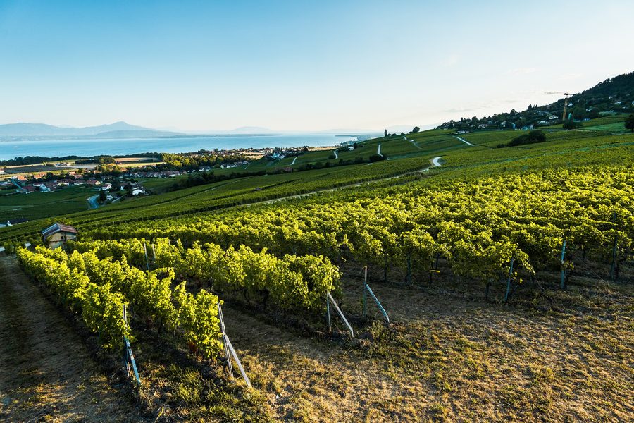 Vigneti de La Côte con vista sul Lago di Ginevra