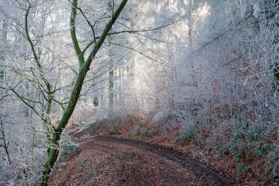 Alberi innevati lungo il sentiero escursionistico GR-16 tra Membre e Vresse-sur-Semois