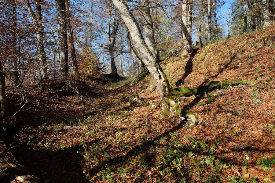 Rovine del castello di Reichenau presso Münsingen nel circondario di Reutlingen