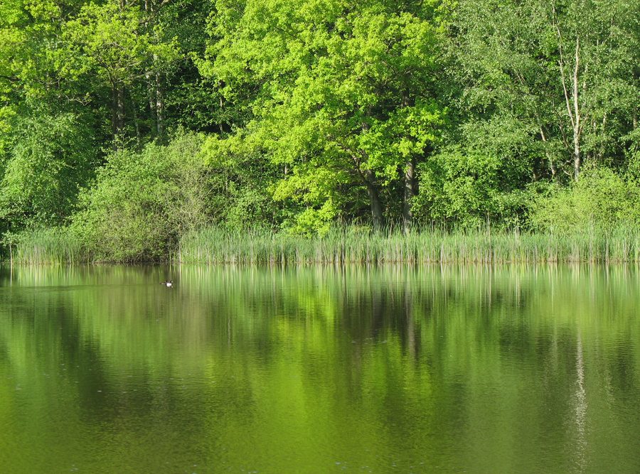 Lago con riflesso di alberi nel parco naturale Aukrug nello Schleswig-Holstein