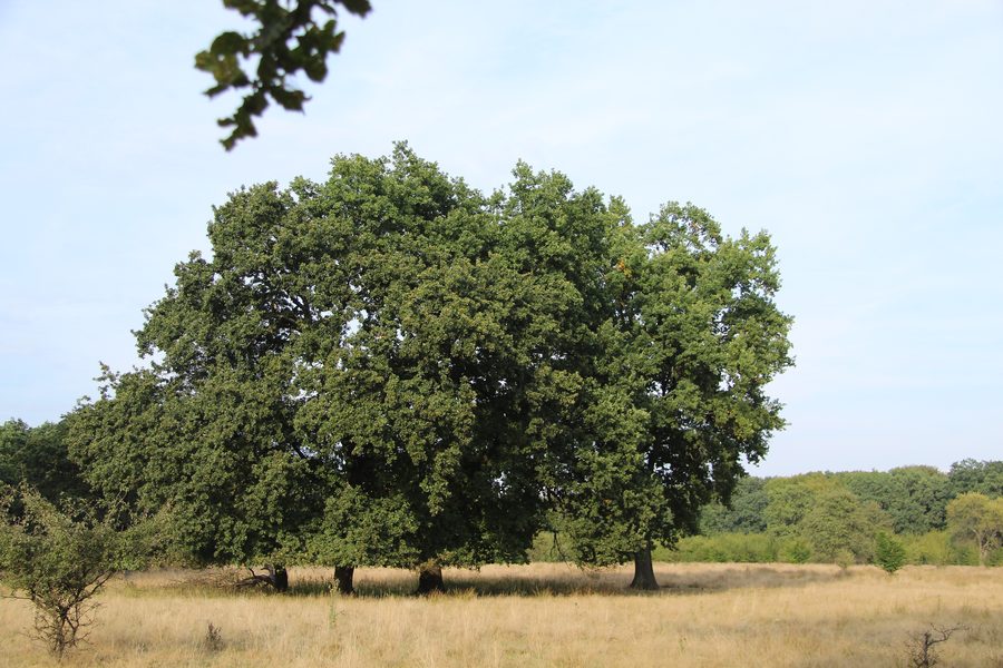 Gruppo di querce sull'altopiano di Breite presso Sighișoara nella contea di Mureș, Romania