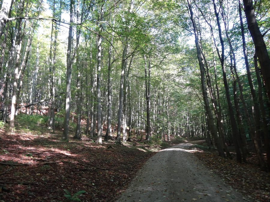 Faggi nel Parco Nazionale dell'Hainich in Turingia