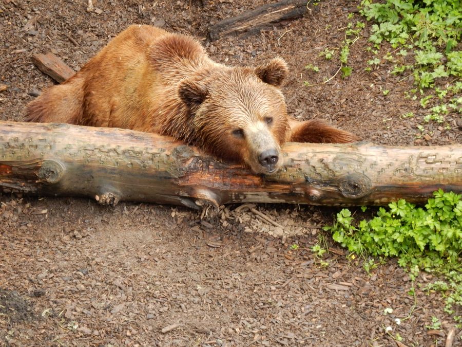 Orso nel Parco degli orsi di Berna