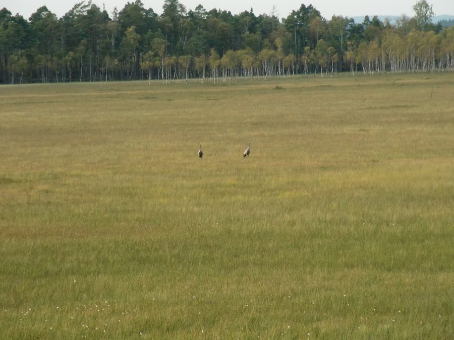 Paesaggio palustre con tappeti galleggianti e gru nell’area naturale di Store Mosse