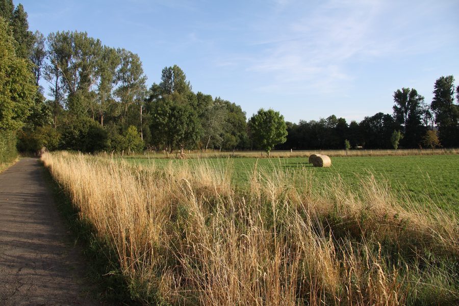 Area paesaggistica protetta Vilgensee con alberi e cespugli tra Dettum e Ahlum