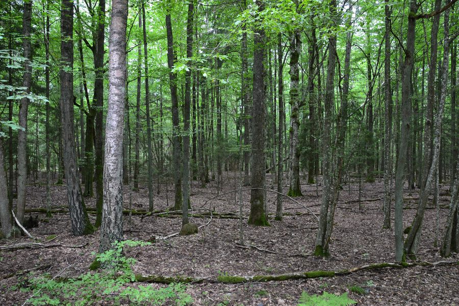 Antica foresta mista di latifoglie nella Belovezhskaya Pushcha in Bielorussia