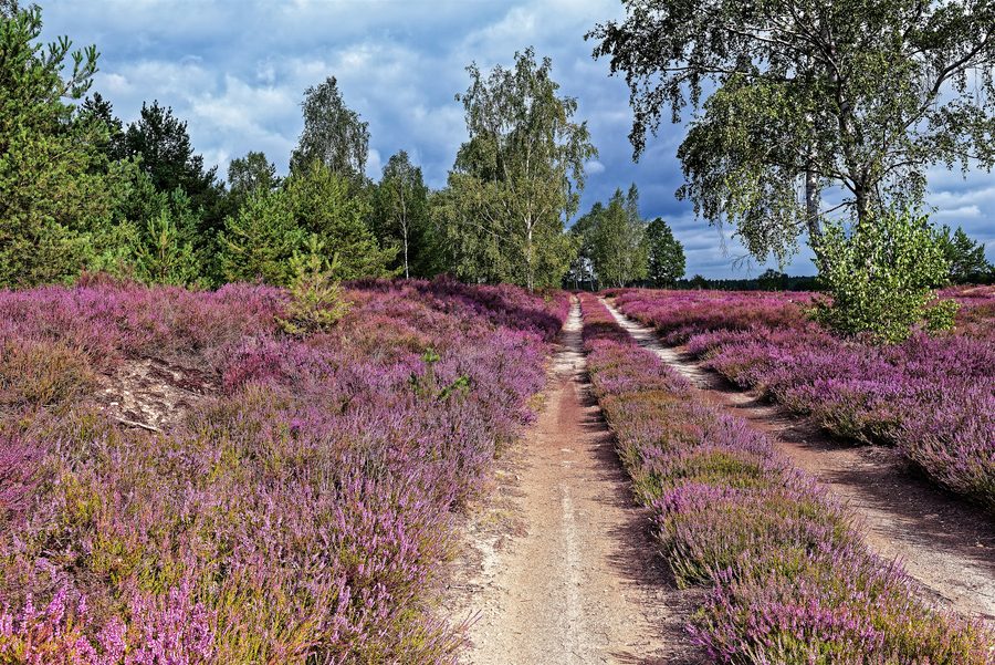 Brughiera presso la foresteria di Prösa nel Parco naturale della Niederlausitzer Heidelandschaft