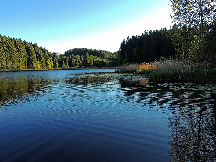 Faulensee presso Rieden am Forggensee nel bosco