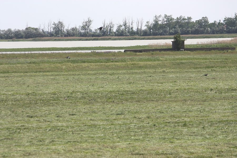 Paesaggio alla Lange Lacke vicino ad Apetlon