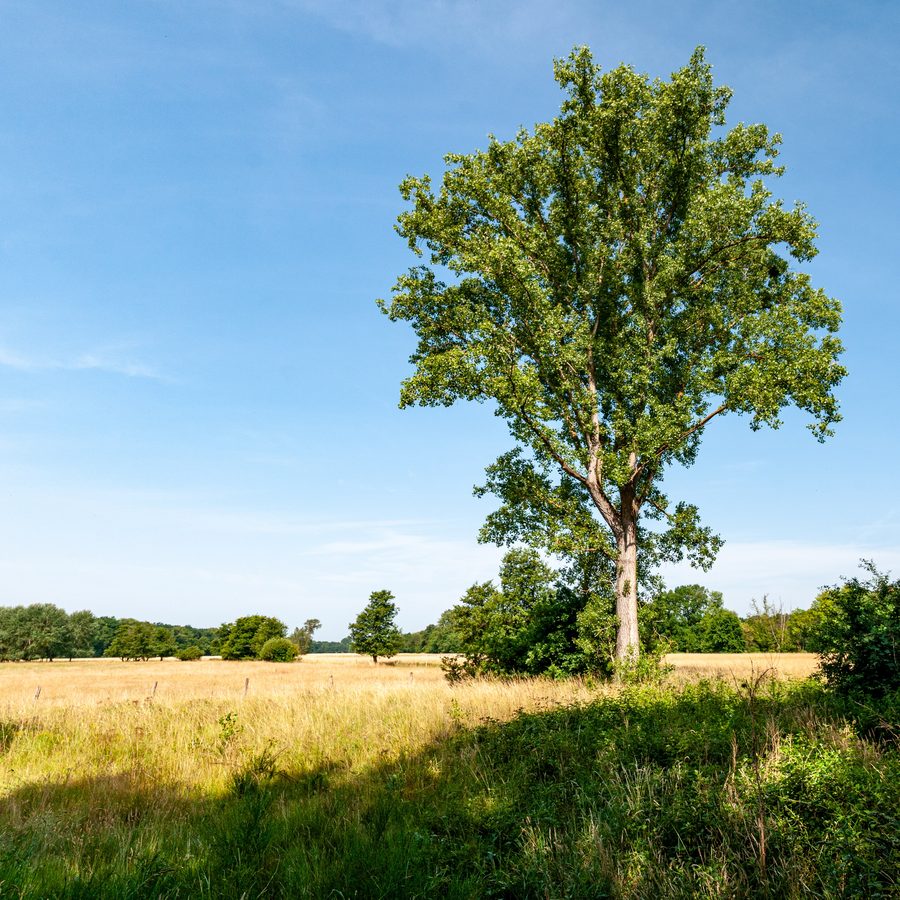 Panorama dei prati del Queich nello spazio naturale e culturale presso Lustadt