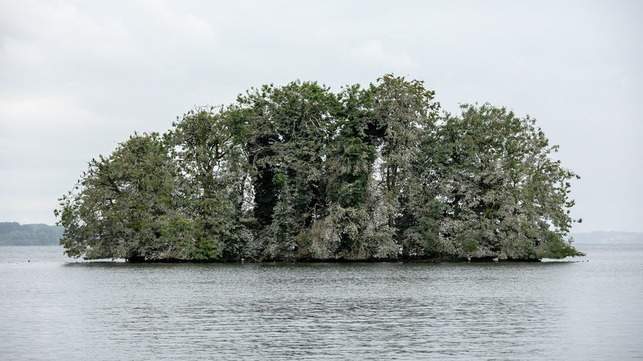 L’isola di Sterin nel Grande Lago di Plön con cormorani.