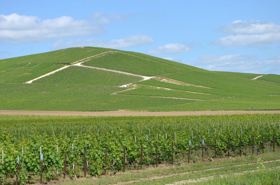 Vigneti della Champagne vicino ad Ay nel dipartimento della Marna