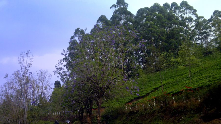 Colline verdi in Kerala