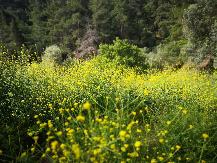 Paesaggio del Parco Nazionale di Marmaris in Turchia