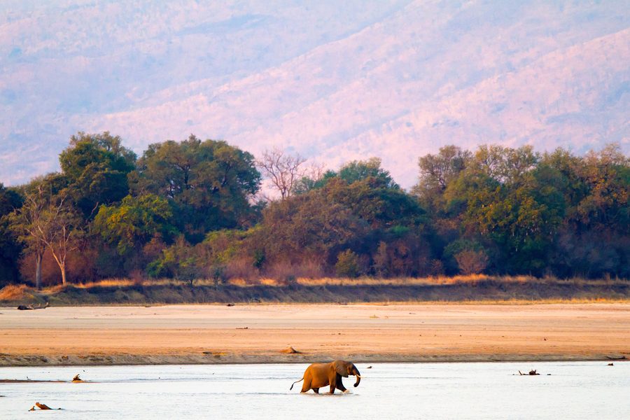 Elefante africano nel South Luangwa National Park