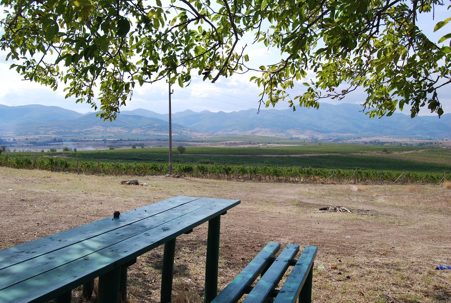 Vigne vicino al villaggio di Iskra nell’area di Parvomay