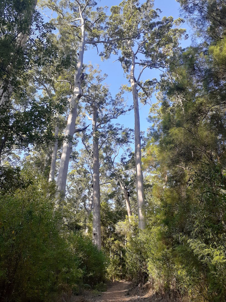 Alti alberi di karri in una foresta nel sud-ovest dell’Australia Occidentale